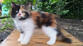 KUCING PERSIA MEDIUM BETINA 2 & BULAN LUCU