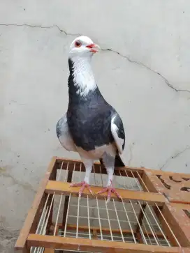 Burung merpati pasangan/burung dara tinggian