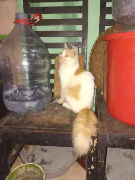 Jual kucing persia betina