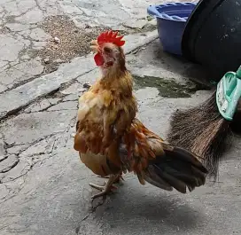 Ayam serama jantan muda