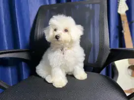 Bichon betina cantik