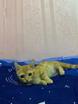Munchkin BSH jantan 4bln kurang red tubby