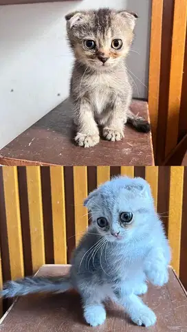 Scottish Fold SF