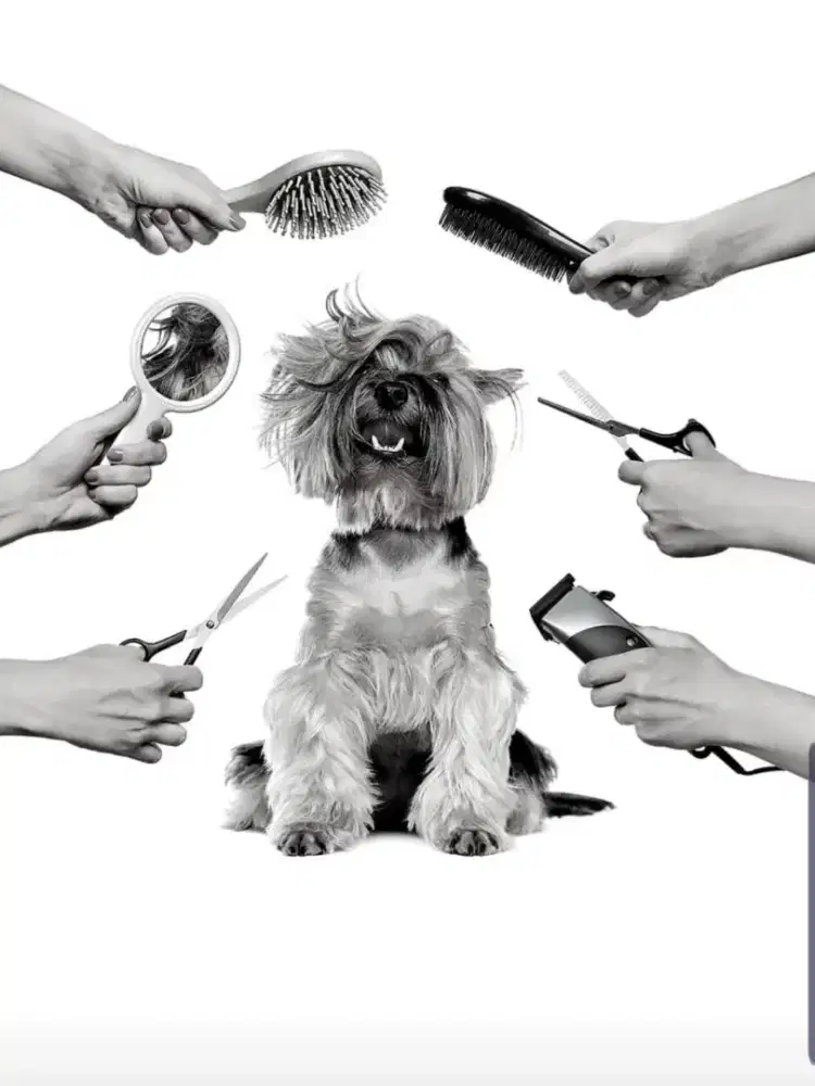 Jasa Grooming Door to door