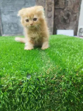 Kitten Scottish Fold jantan Garfield