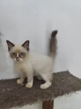 LA Ragdoll Jantan Simetris