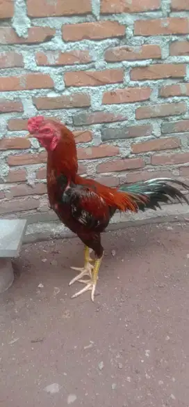 Ayam bangkok ekor lidi