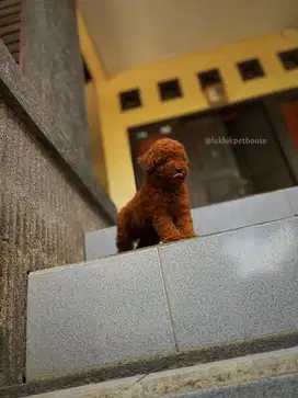 Red toy poodle puppy stmboom all Male