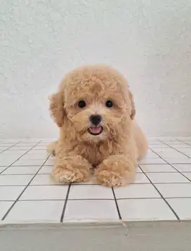 Cute Poodle Puppy