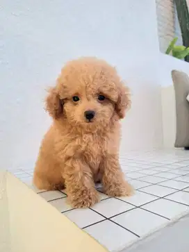 Poodle Puppy (MALE)