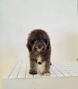 Cute Male Poodle