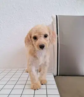 Cute Female Poodle Puupy