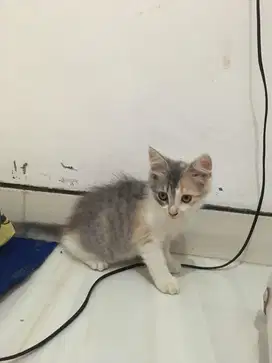 Kitten Persia Mix