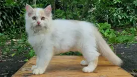 KUCING PERSIA MEDIUM JANTAN 3 BULAN CREAM PUTIH