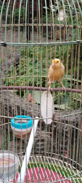 Di jual burung kenari loper body panjang fs