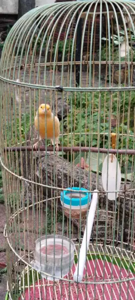 Di jual burung kenari loper body panjang fs