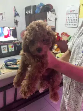 ANJING POODLE JANTAN ANABUL 2 EKOR