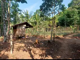 Dijual tanah kebun murah 3100 M