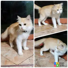 Kucing Persia white orens