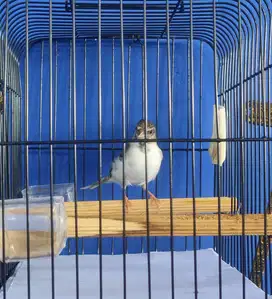 Burung Blackthroat jantan dada putih blorok