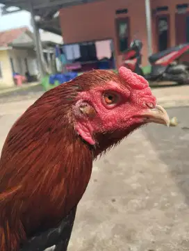 Ayam bangkok aduan