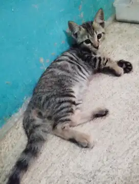 Kucing kitten sepasang siapa cpt