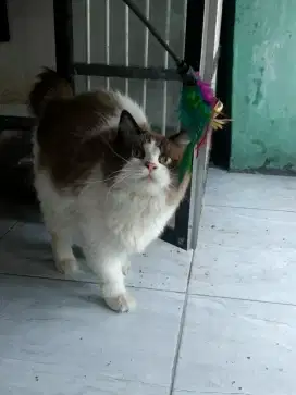 Kucing ragdoll pure betina cantik 14 bulan sudah pernah proven