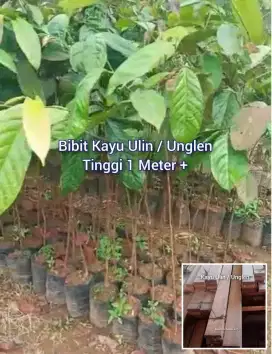 Bibit Kayu Ulin / Unglen / Kulim Tinggi 1 Meter Up