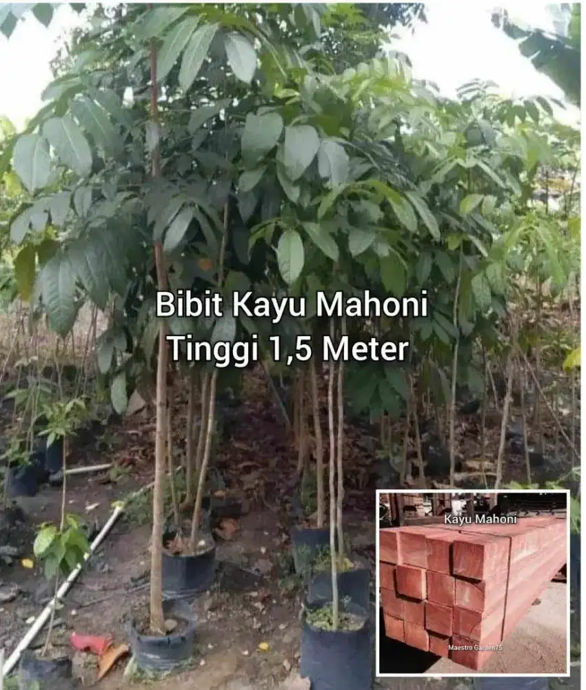 Mahoni Bibi8 Kayu  Tinggi 1,5 Meter
