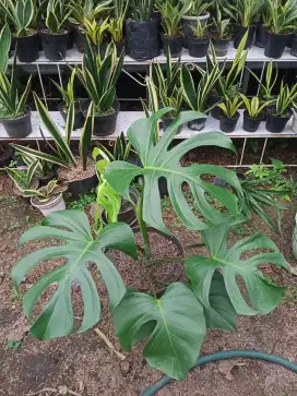 Tanaman Monstera Brazilian