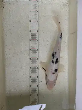 ikan hias koi Beko size 40cm