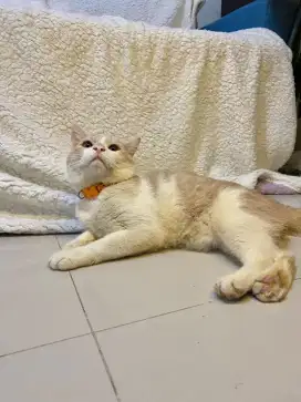 BSH British ShortHair Bicolor Cream Pororo