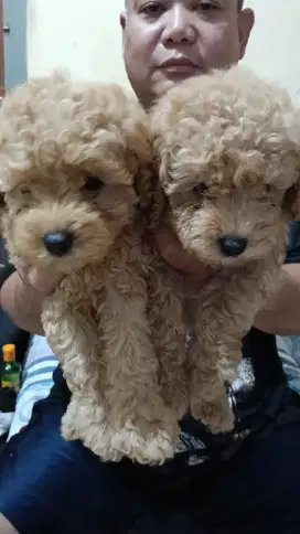 Poodle 2bulan murah