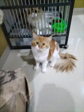 Yg mau adopsi kucing Maine Coon, umur 1 THN 6 bulan