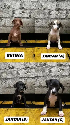 anak anjing pitbull