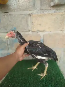 Ayam Bangkok petarung