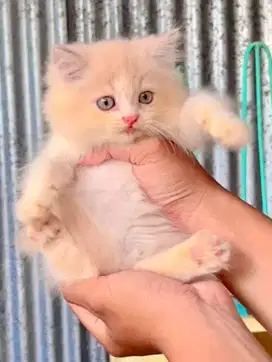 Kucing Kitten Persia gembul