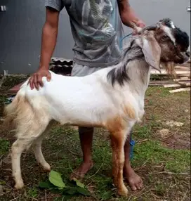 tabungan kambing qurban 35kiloan 600rb/bln 7x jamin manteb timbangan