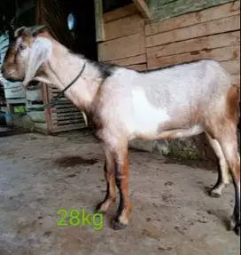 tabungan kambing qurban 2025 bobot 35kiloan 600rb/bln 7x timbang hidup