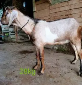 tabungan kambing qurban 35kiloan bobot hidup 800rb/bln 5x jamin manteb