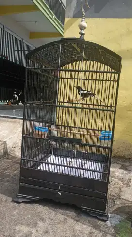 Jual burung kacer dada hitam