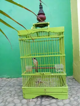 Burung cendet full set