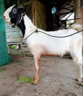 cicilan kambing qurban 35kiloan bobot hidup 600rb/bln 7x timbang hidup