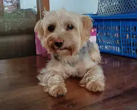 HIBAH Anjing Yorkie Yorkshire Jantan