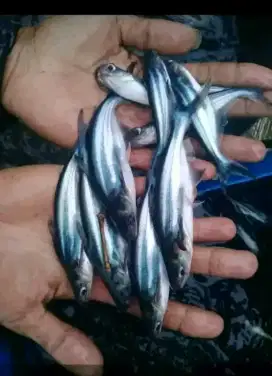 Jual bibit ikan patin ukuran a3in minat WA