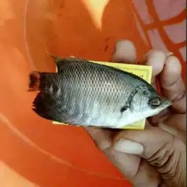 Jual bibit ikan gurame ukuran korek minat WA