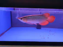 Arwana / Arowana Super Red Semi Short Body Kalimantan