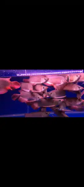 Arwana / Arowana Super Red Kalimantan 28-30CM