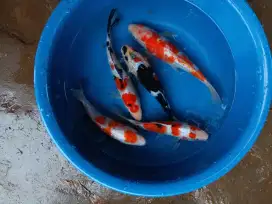 koi kohaku sanke