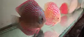 7 ekor ikan Discus dan sepasang siap breading